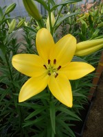 [5051 El Divo No01.JPG]